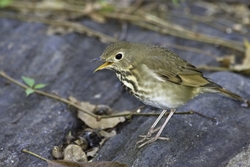 Hermit Thrush