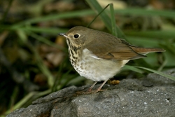 Hermit Thrush