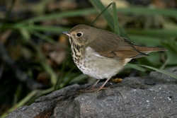 Hermit Thrush