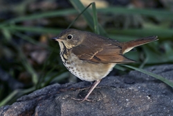 Hermit Thrush