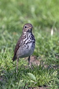 Hermit Thrush