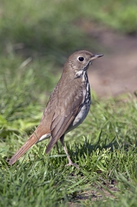 Hermit Thrush