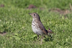 Hermit Thrush