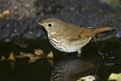 Hermit Thrush