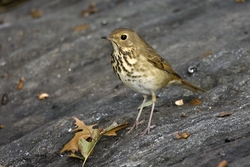 Hermit Thrush
