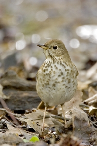 Hermit Thrush