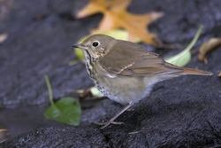 Hermit Thrush