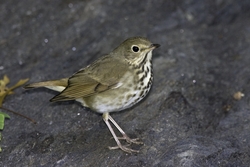 Hermit Thrush