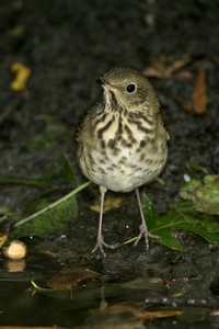 Hermit Thrush