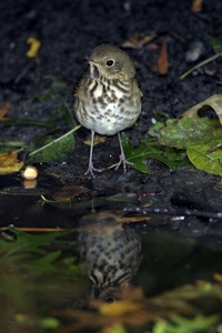Hermit Thrush