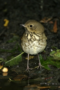 Hermit Thrush