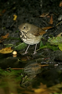 Hermit Thrush