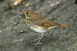 Hermit Thrush