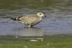 Herring Gull