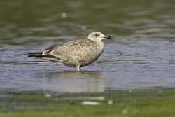 Herring Gull