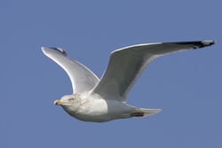 Herring Gull