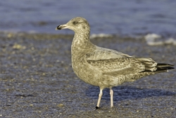 Herring Gull