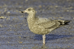 Herring Gull