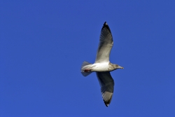 Herring Gull
