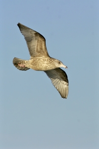 Herring Gull