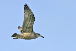 Herring Gull