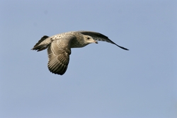 Herring Gull