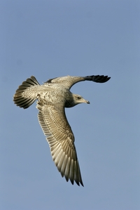 Herring Gull