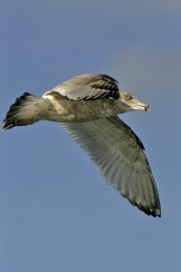 Herring Gull