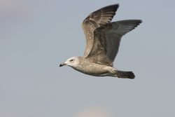 Herring Gull