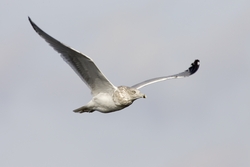 Herring Gull