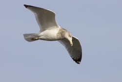 Herring Gull