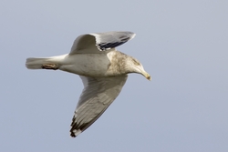 Herring Gull