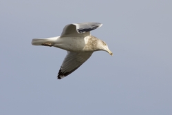 Herring Gull