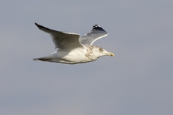 Herring Gull