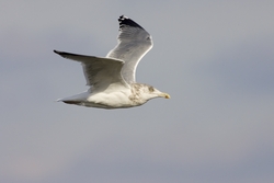 Herring Gull