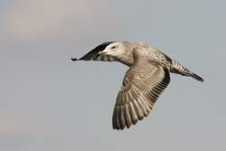 Herring Gull