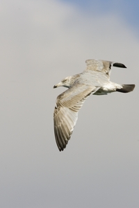 Herring Gull