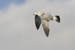 Herring Gull