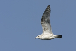 Herring Gull
