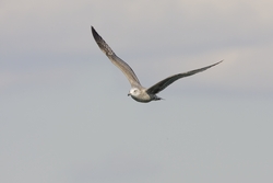 Herring Gull