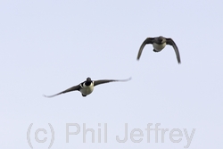 Hooded Merganser