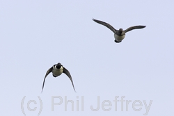 Hooded Merganser