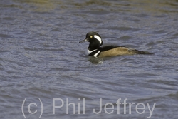 Hooded Merganser