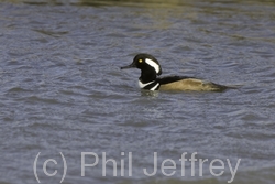 Hooded Merganser