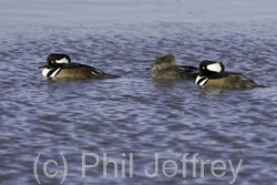 Hooded Merganser