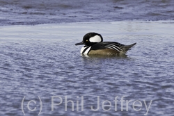 Hooded Merganser