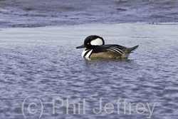 Hooded Merganser