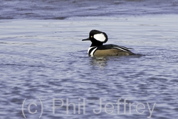 Hooded Merganser