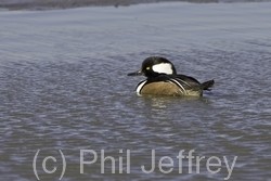 Hooded Merganser