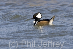 Hooded Merganser